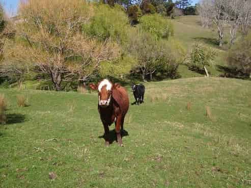 624 Golden Stairs Road, Mareretu