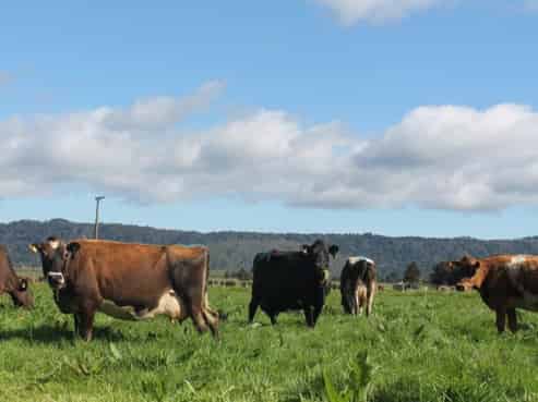 137 Franz Josef Highway, Whataroa