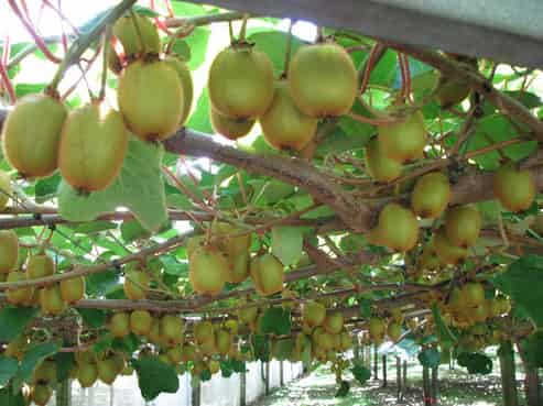 716 Maungarangi Road, Paengaroa