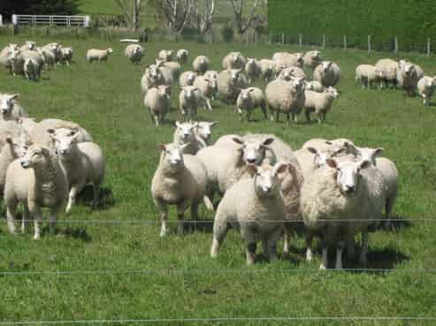 542 Flora Road East, Makarewa