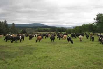  Graham Road, Kaikohe