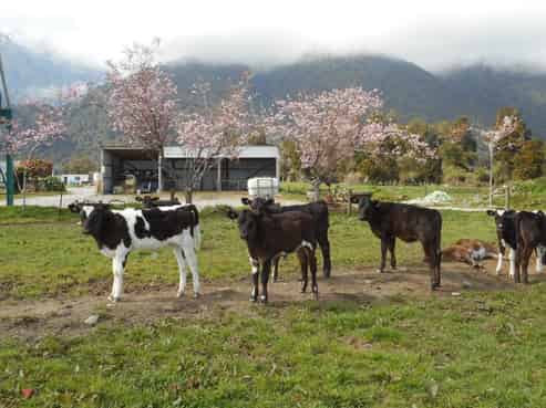 1861 Whataroa Highway, Whataroa