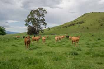  Barrack Road, Blenheim Central