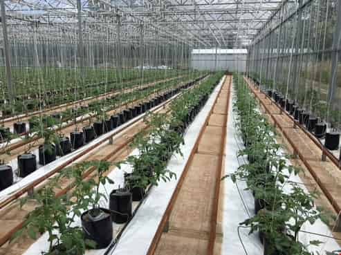 87 Pearson Road, Kingseat