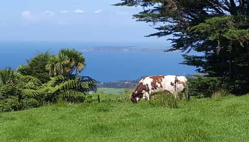 00 Rodney Road, Leigh