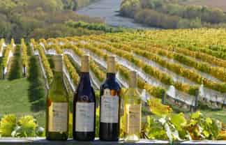 Pukeora Winery and Vineyard