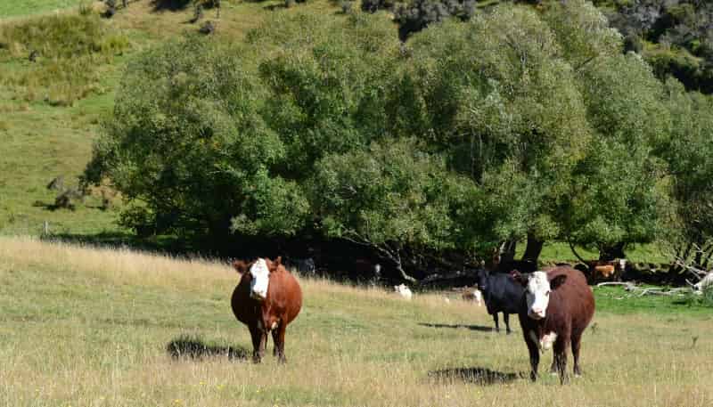 86 West-Maerewhenua Road, Oamaru