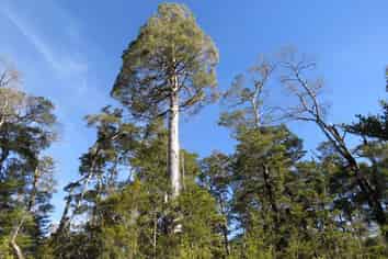  Palmer Road, Buller Surrounds