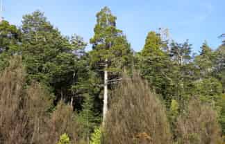  Palmer Road, Buller Surrounds