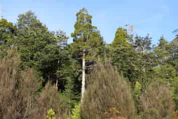  Palmer Road, Buller Surrounds