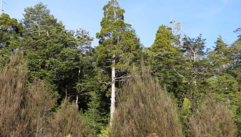  Palmer Road, Buller Surrounds