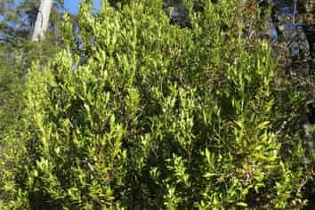  Palmer Road, Buller Surrounds