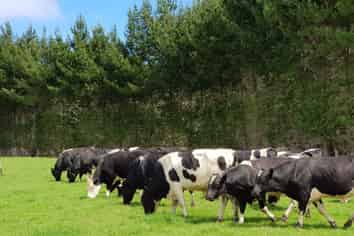 4969 Pouto Road, Pouto