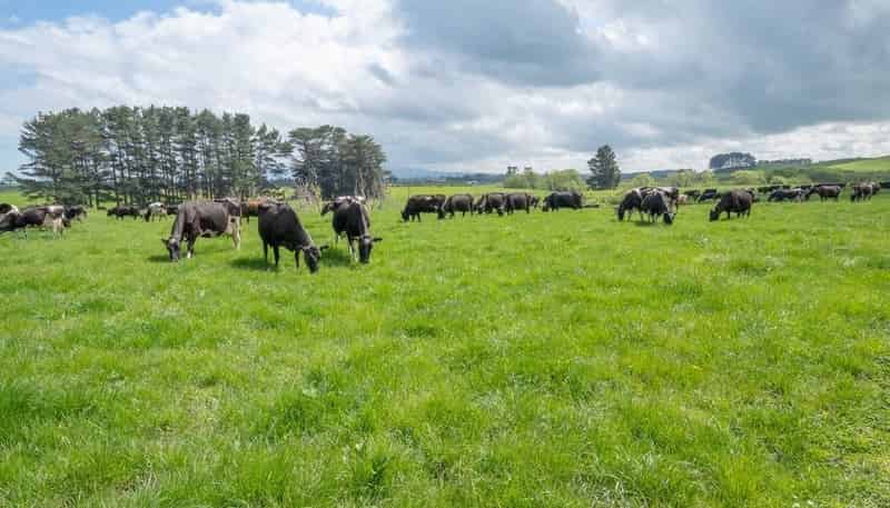 23-42 Tiromoana Road, Eltham