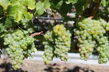  Vineyard Lane, Martinborough