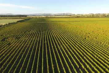  Vineyard Lane, Martinborough