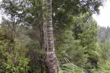 509A Old Maratoto Road, Hikuai