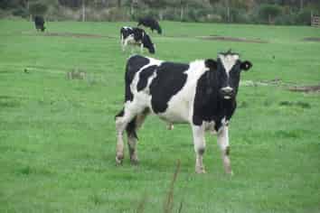 400 Rowallan Road, Tuatapere