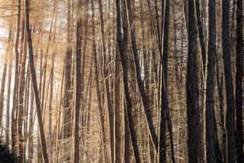 Arthurs Point   6632m2 of Potential