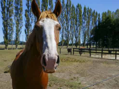 175 Tiverton Downs Road, Broadlands Forest