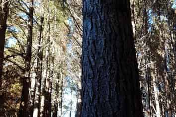 Allot. 163 Mason Road, Mangapai and Surrounds