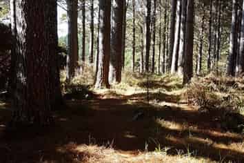 Allot. 163 Mason Road, Mangapai and Surrounds