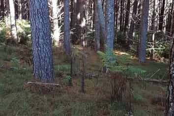 Allot. 163 Mason Road, Mangapai and Surrounds