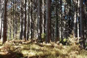 Allot. 163 Mason Road, Mangapai and Surrounds