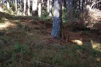 Allot. 163 Mason Road, Mangapai and Surrounds