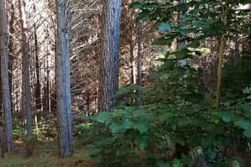 Allot. 163 Mason Road, Mangapai and Surrounds