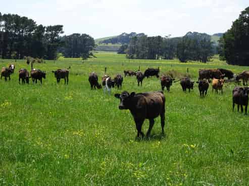 454 Parkville Road, Eketahuna