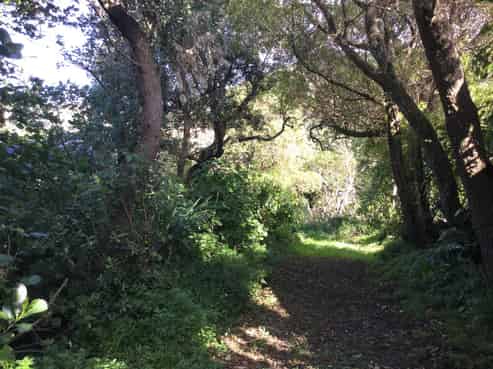 13 Twomey Grove, Houghton Bay