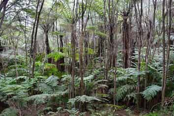 Lot 4/433 Main Road, Tairua