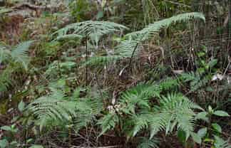 Lot 4/433 Main Road, Tairua