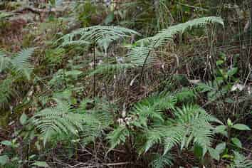 Lot 4/433 Main Road, Tairua