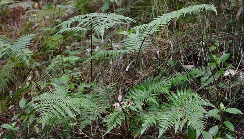 Lot 4/433 Main Road, Tairua