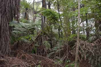 Lot 5/433 Main Road, Tairua