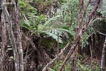 Lot 5/433 Main Road, Tairua