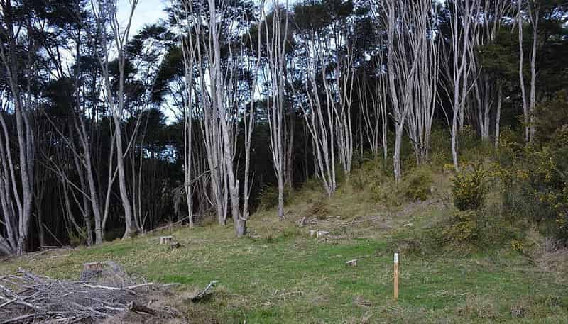 Lot 6/433 Main Road, Tairua