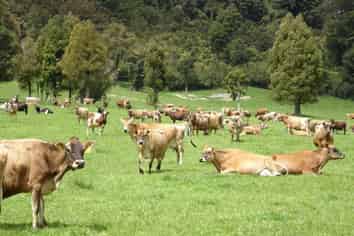 1638/1502 Karamea Highway, Corbyvale, Karamea