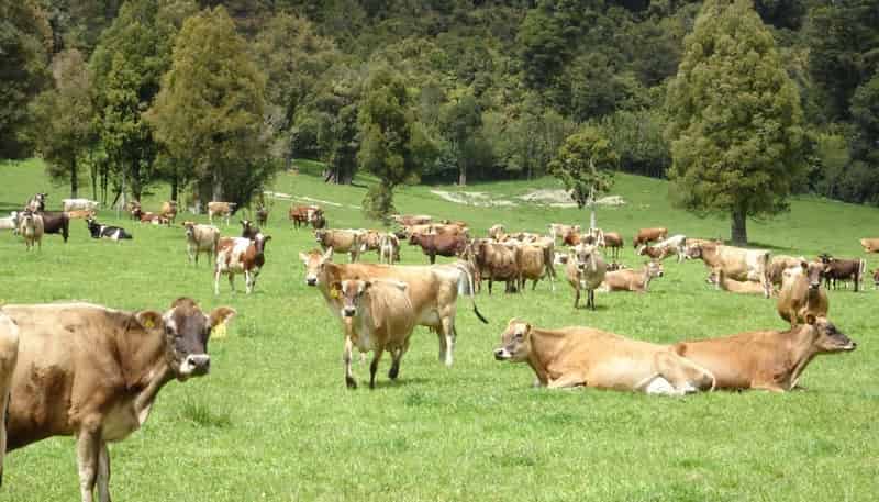 1638/1502 Karamea Highway, Corbyvale, Karamea