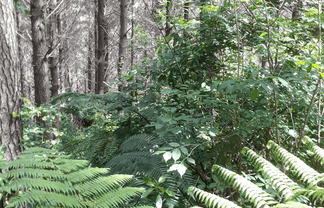 127 Parakiore Road, Kamo