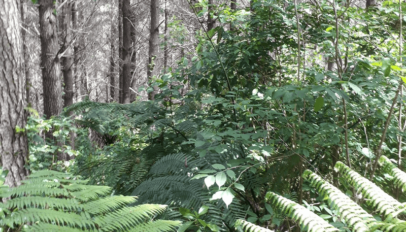 127 Parakiore Road, Kamo