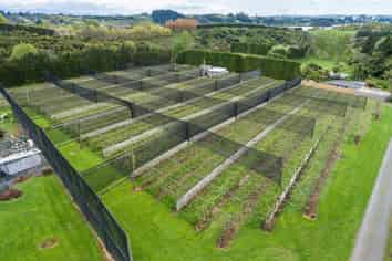 GREAT HOME + BUILDINGS + KIWIFRUIT