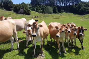 538 Matakana Valley Road, Matakana