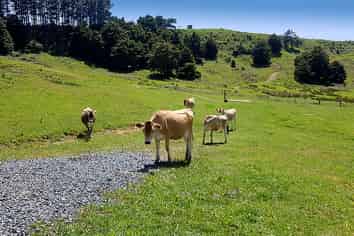 538 Matakana Valley Road, Matakana