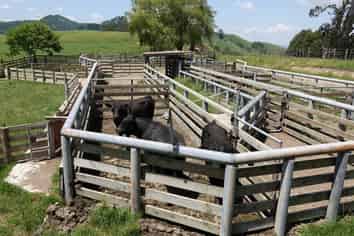 179 Rankin Road, Opotiki and Surrounds