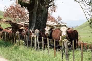 179 Rankin Road, Opotiki and Surrounds