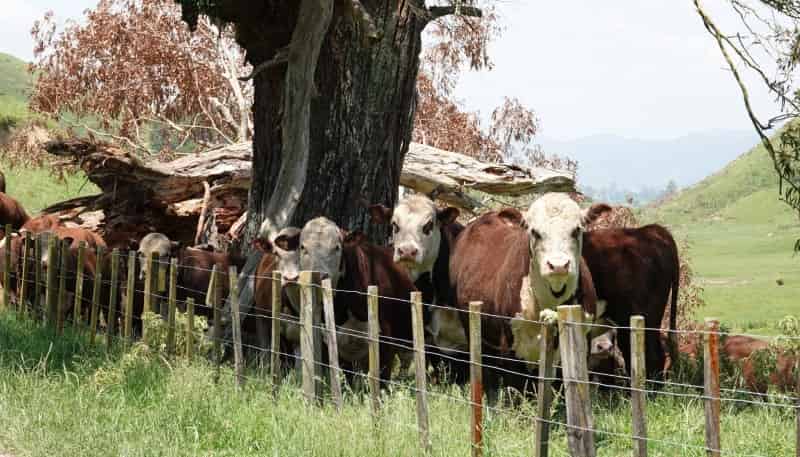 179 Rankin Road, Opotiki and Surrounds