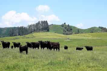 179 Rankin Road, Opotiki and Surrounds